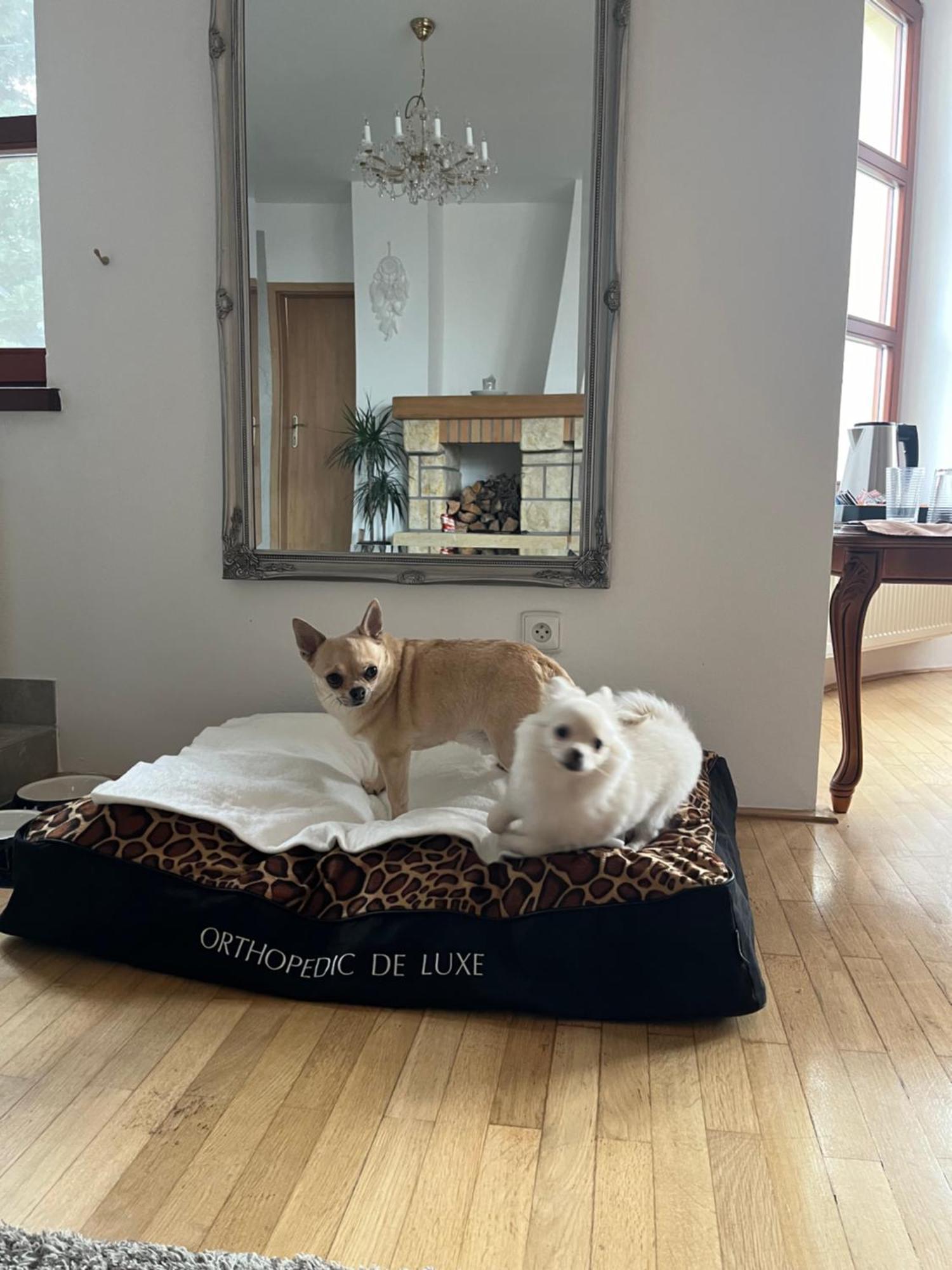 Horni Bezdekov Dogs Resort And Spa المظهر الخارجي الصورة